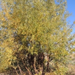 Salix nigra (Black Willow) at Paddys River, ACT - 9 Apr 2018 by michaelb
