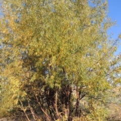 Salix nigra (Black Willow) at Paddys River, ACT - 9 Apr 2018 by MichaelBedingfield