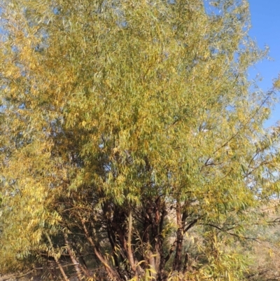 Salix nigra (Black Willow) at Point Hut to Tharwa - 9 Apr 2018 by michaelb