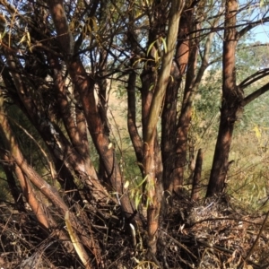 Salix nigra at Paddys River, ACT - 9 Apr 2018 05:24 PM