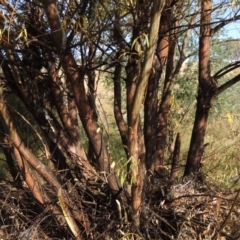 Salix nigra at Paddys River, ACT - 9 Apr 2018