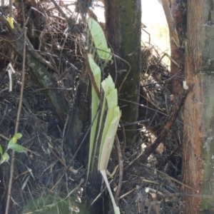 Salix nigra at Paddys River, ACT - 9 Apr 2018 05:24 PM