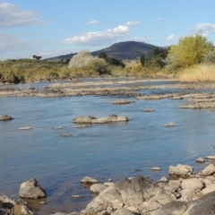 Salix nigra at Paddys River, ACT - 9 Apr 2018