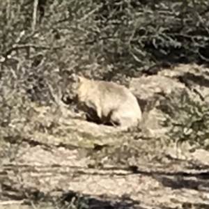 Vombatus ursinus at Bungendore, NSW - 5 May 2018 11:39 AM