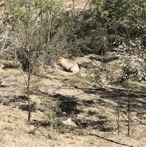 Vombatus ursinus at Bungendore, NSW - 5 May 2018 11:39 AM