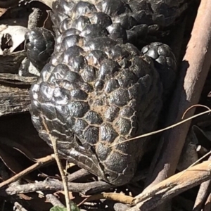 Tiliqua rugosa at Bungendore, NSW - 5 May 2018 11:42 AM