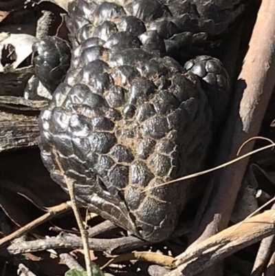 Tiliqua rugosa (Shingleback Lizard) at QPRC LGA - 5 May 2018 by yellowboxwoodland