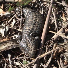 Tiliqua rugosa at Bungendore, NSW - 5 May 2018