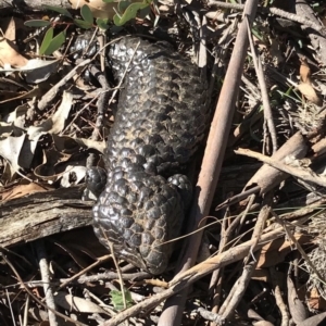 Tiliqua rugosa at Bungendore, NSW - 5 May 2018 11:42 AM