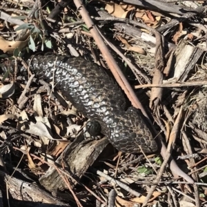 Tiliqua rugosa at Bungendore, NSW - 5 May 2018 11:42 AM