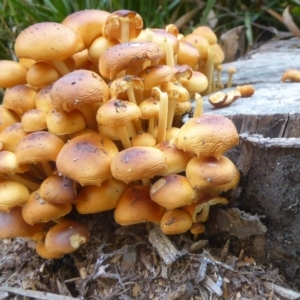 Flammulina velutipes at Flynn, ACT - 3 May 2018 05:05 PM