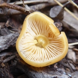 Flammulina velutipes at Flynn, ACT - 3 May 2018