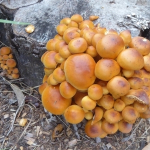 Flammulina velutipes at Flynn, ACT - 3 May 2018 05:05 PM