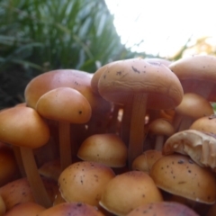 Flammulina velutipes at Flynn, ACT - 3 May 2018