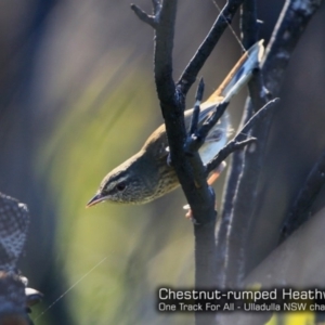 Hylacola pyrrhopygia at South Pacific Heathland Reserve - suppressed