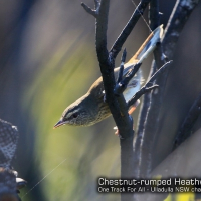 Hylacola pyrrhopygia (Chestnut-rumped Heathwren) at South Pacific Heathland Reserve - 4 May 2018 by CharlesDove