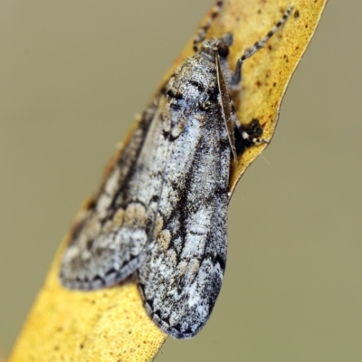 Smyriodes undescribed species nr aplectaria at O'Connor, ACT - 4 May 2018 by ibaird