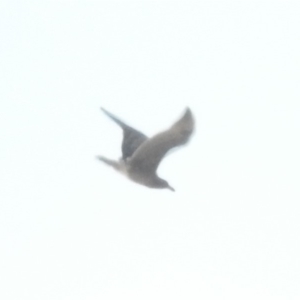 Larus pacificus at Bournda, NSW - 26 Apr 2018 12:24 PM