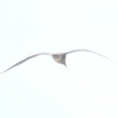 Larus pacificus at Bournda, NSW - 26 Apr 2018 12:24 PM