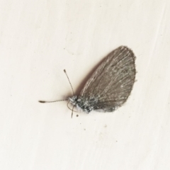 Zizina otis (Common Grass-Blue) at Hughes, ACT - 4 May 2018 by ruthkerruish