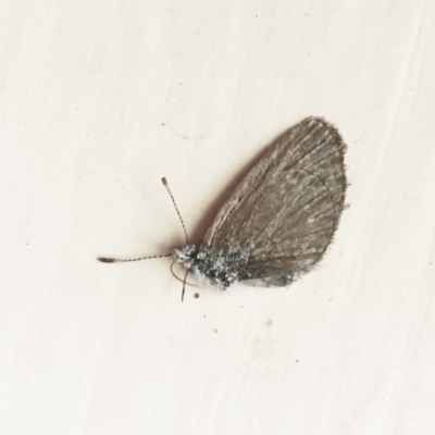 Zizina otis (Common Grass-Blue) at Hughes, ACT - 5 May 2018 by ruthkerruish