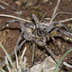 Tasmanicosa godeffroyi (Garden Wolf Spider) at Canberra Central, ACT - 4 May 2018 by jb2602