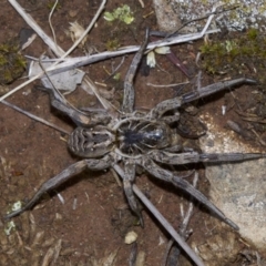 Tasmanicosa godeffroyi at Canberra Central, ACT - 4 May 2018