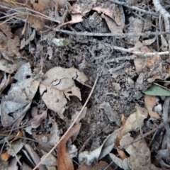 Oligochaetochilus aciculiformis (Needle-point rustyhood) at Belconnen, ACT - 5 May 2018 by CathB