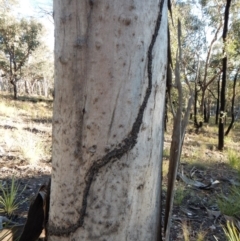 Papyrius nitidus (Shining Coconut Ant) at Aranda Bushland - 5 May 2018 by CathB