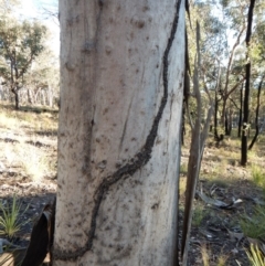 Papyrius nitidus (Shining Coconut Ant) at Aranda, ACT - 5 May 2018 by CathB