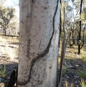 Papyrius nitidus at Aranda, ACT - suppressed