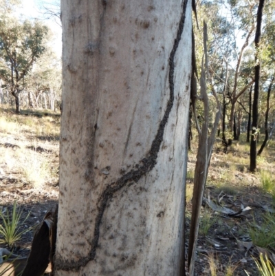 Papyrius nitidus (Shining Coconut Ant) at Aranda Bushland - 5 May 2018 by CathB