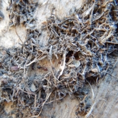 Papyrius nitidus at Aranda, ACT - 5 May 2018