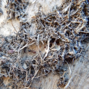 Papyrius nitidus at Belconnen, ACT - 5 May 2018