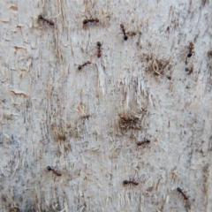 Papyrius nitidus at Aranda, ACT - suppressed