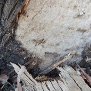 Papyrius nitidus at Aranda, ACT - suppressed