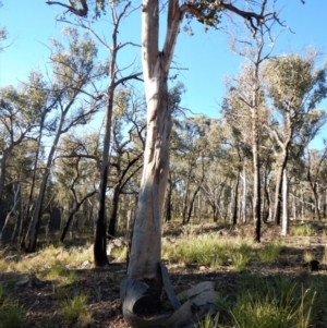 Papyrius nitidus at Aranda, ACT - suppressed