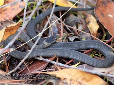 Drysdalia rhodogaster (Mustard-bellied Snake) at Ulladulla, NSW - 22 Mar 2018 by CharlesDove