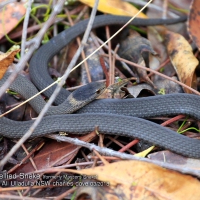 Drysdalia rhodogaster (Mustard-bellied Snake) at Ulladulla Reserves Bushcare - 22 Mar 2018 by CharlesDove
