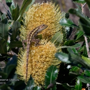 Amphibolurus muricatus at South Pacific Heathland Reserve - 23 Mar 2018