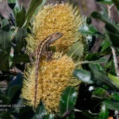 Amphibolurus muricatus (Jacky Lizard) at South Pacific Heathland Reserve - 22 Mar 2018 by CharlesDove