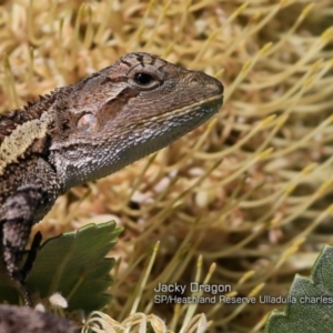 Amphibolurus muricatus at South Pacific Heathland Reserve - 23 Mar 2018