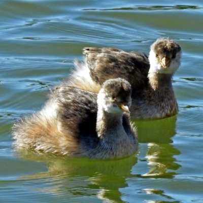 Tachybaptus novaehollandiae (Australasian Grebe) at Hume, ACT - 5 May 2018 by RodDeb