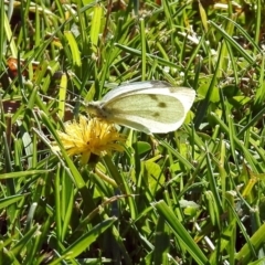 Pieris rapae (Cabbage White) at Parkes, ACT - 5 May 2018 by RodDeb