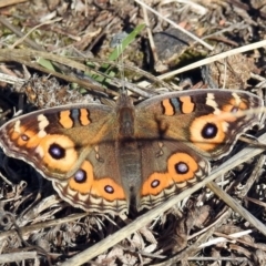 Junonia villida (Meadow Argus) at Hume, ACT - 5 May 2018 by RodDeb