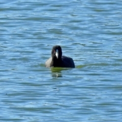 Fulica atra (Eurasian Coot) at Hume, ACT - 5 May 2018 by RodDeb