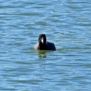 Fulica atra at Hume, ACT - 5 May 2018