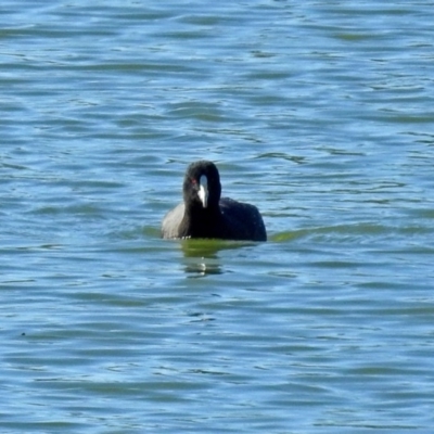 Fulica atra (Eurasian Coot) at Hume, ACT - 5 May 2018 by RodDeb