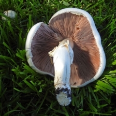 Agaricus sp. (Agaricus) at Yarralumla, ACT - 5 May 2018 by RodDeb