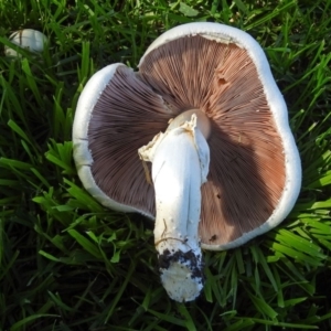 Agaricus sp. at Yarralumla, ACT - 5 May 2018